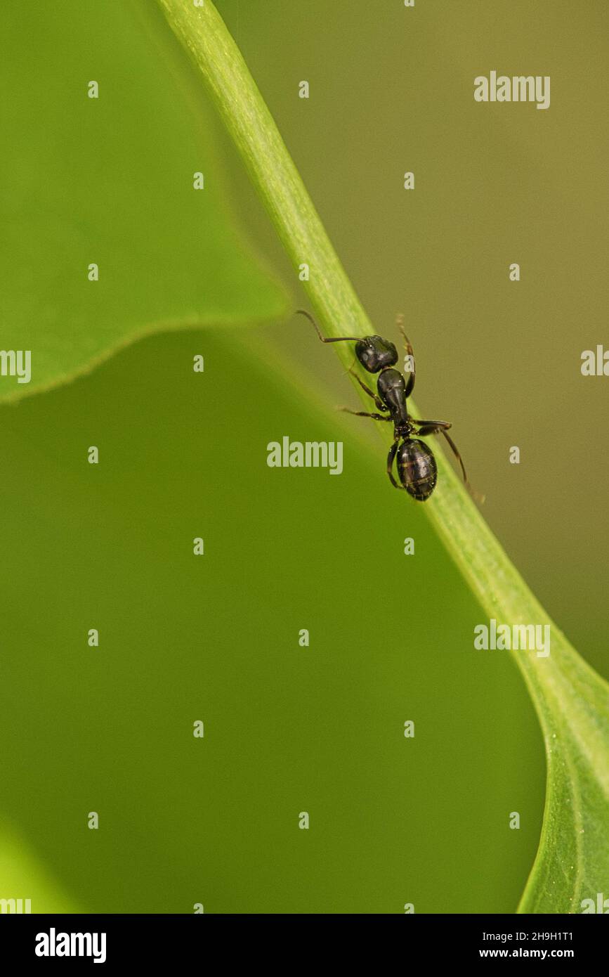 Eine geschäftige Ameise in einer Makroaufnahme auf einem Blatt. Detailreiche Aufnahme des kleinen Insekts Stockfoto