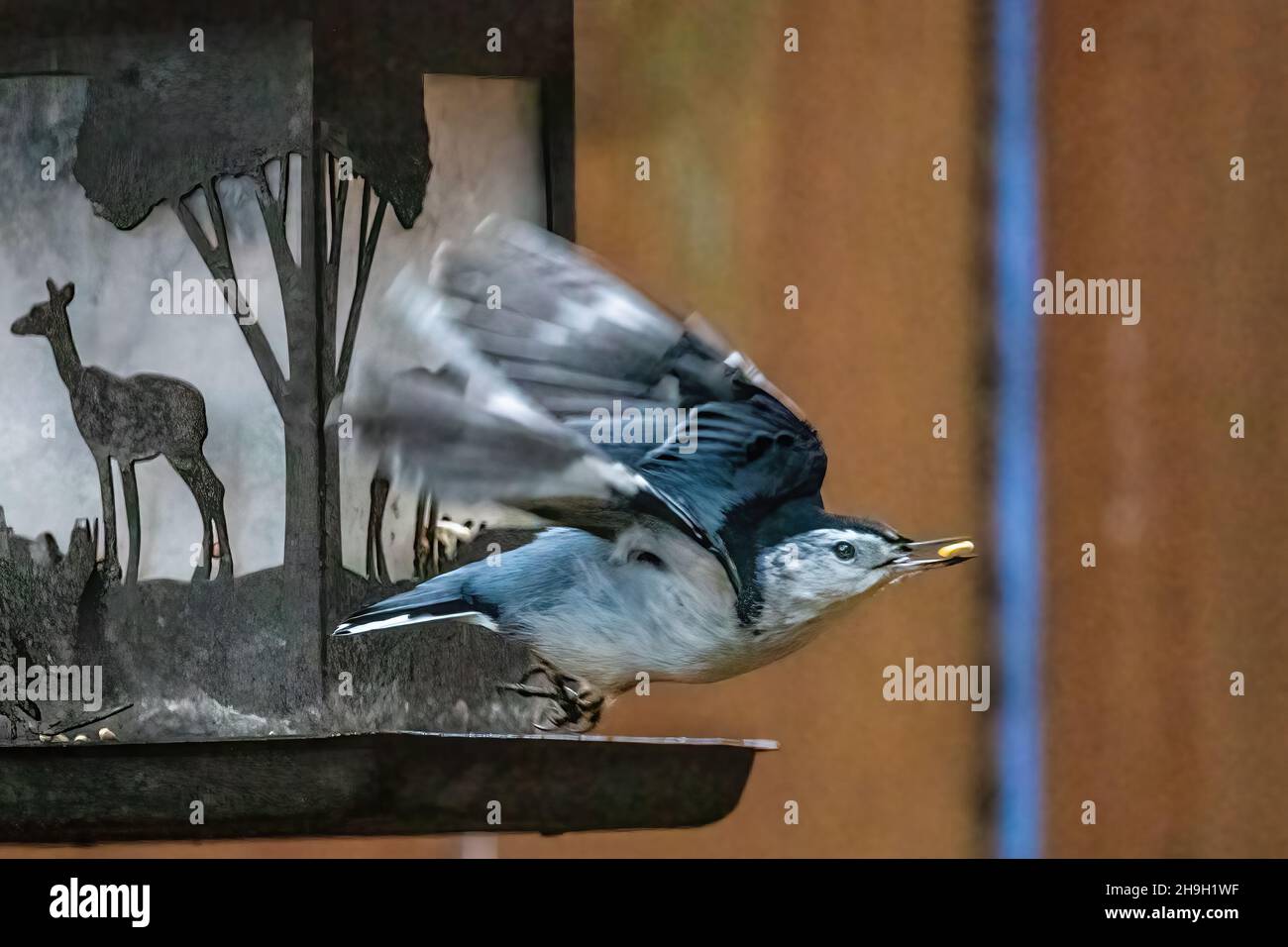 Ein Nuthatch fliegt von einem Futterhäuschen mit einem Stück Mais im Mund weg. Stockfoto