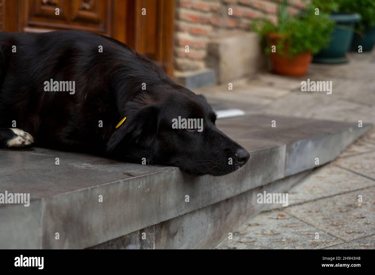 Ein großer schwarzer Hund mit weißen Pfoten liegt auf den Stufen des  Eingangs. Sieht traurig aus. Heimatlose Hunde in den Straßen von Tiflis.  Sterilisierte und gechipte Hunde Stockfotografie - Alamy