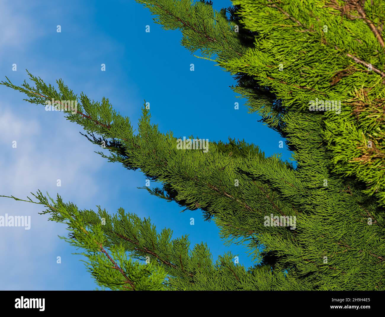 Dezember in einem englischen Landgarten - Cupressus Sempervirens. Stockfoto