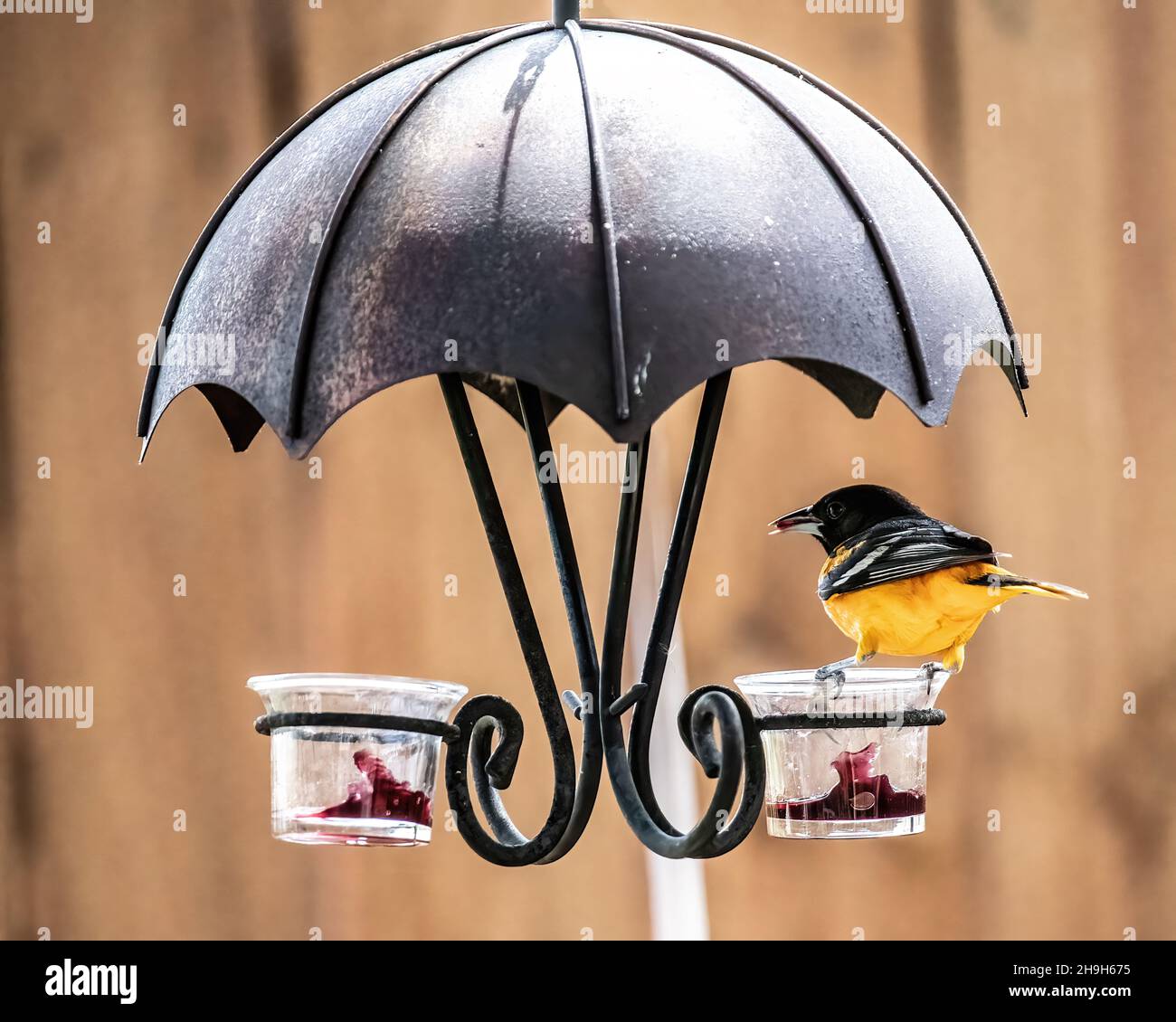 Männlicher baltimore-Oriole, der im Frühjahr in einem Gelee-Vogelfutterhäuschen in einem Hinterhof in Taylors Falls, Minnesota, USA, isst Stockfoto