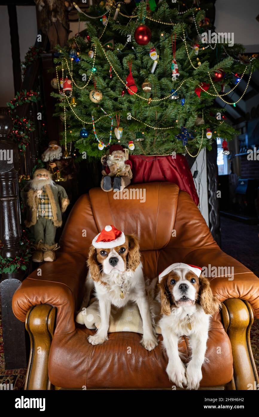 Cavalier King Charles Spaniels mit weihnachtsmützen unter einem weihnachtsbaum Stockfoto