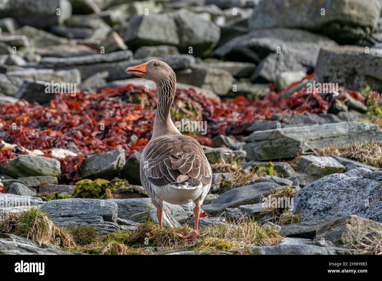 RUNDE, NORWEGEN - 2020. MAI 06. Graugans, Anser anser, Wandern am Meer. Stockfoto