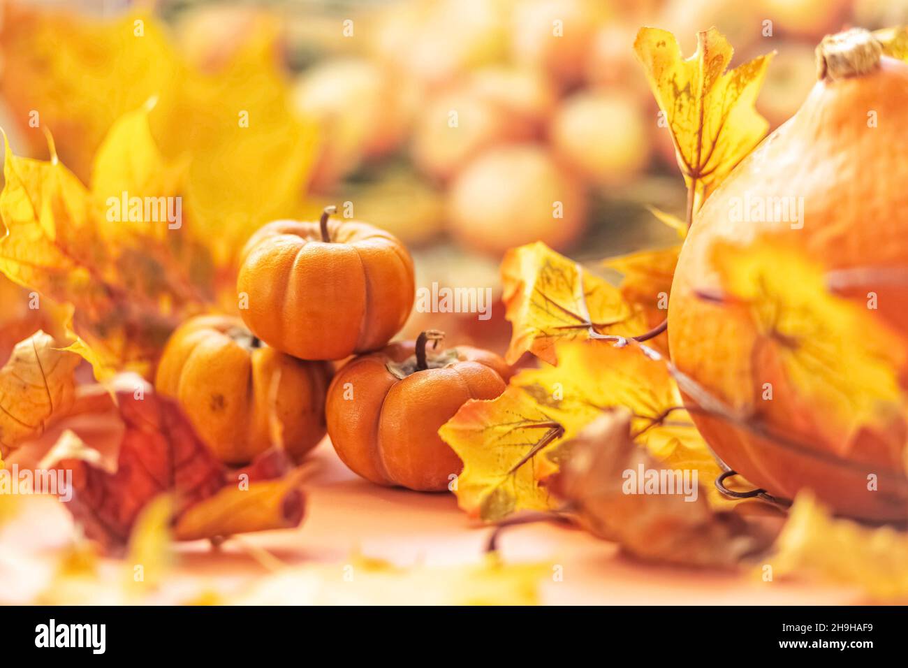 Stillleben im Herbst . Gefallene Ahornblätter und orangefarbene Kürbisse. Herbsternte Stockfoto