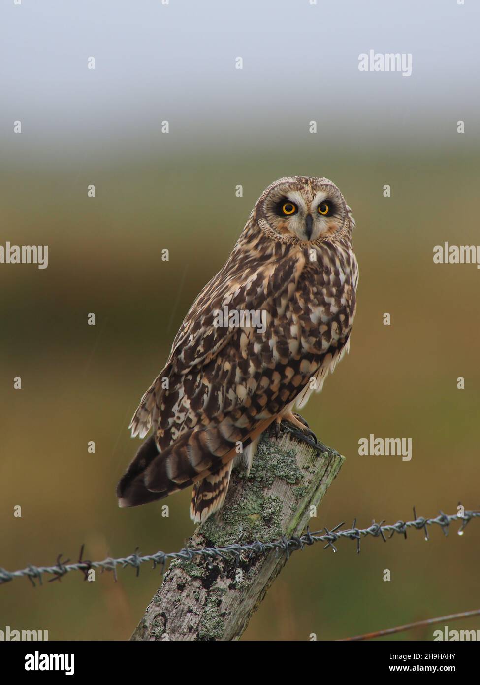 Kurzohrkauz ist eine Eule, die am wahrscheinlichsten tagsüber in Großbritannien beobachtet wird. Sie halten auf Pfosten oder Bäumen Ausschau nach Beute, jagen aber auch nach dem Sieg. Stockfoto