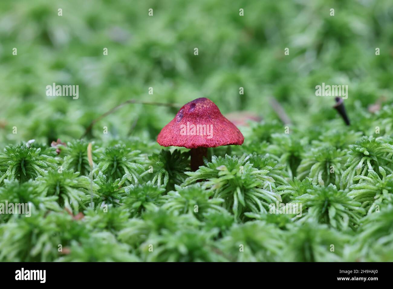 Cortinarius sanguineus, wie das Blut rot oder Blut - Rot webcap, wilde Pilze aus Finnland bekannt Stockfoto Cortinarius sanguineus, wie das Blut rot oder Blut - Rot webcap, wilde Pilze aus Finnland bekannt Stockfoto