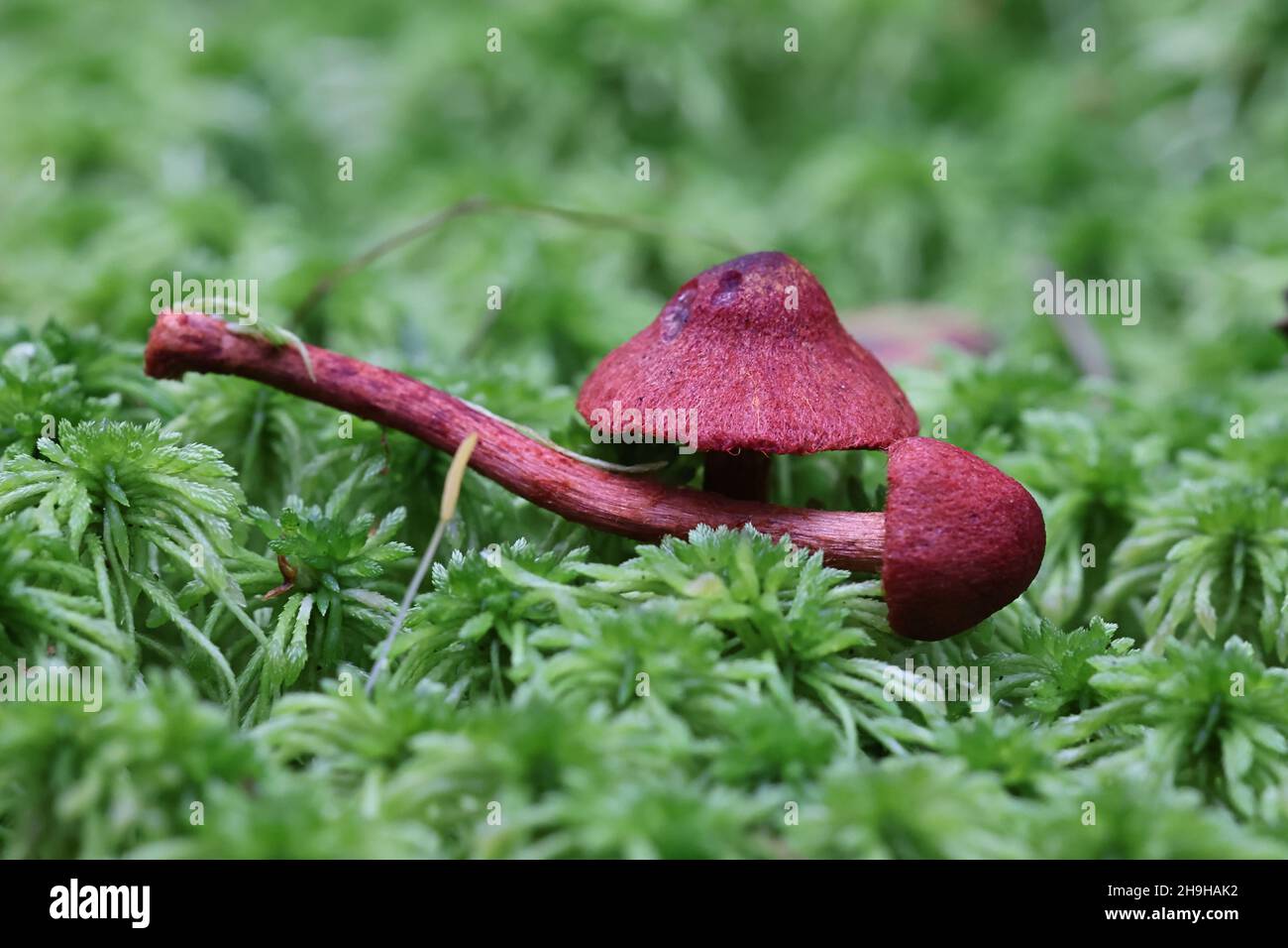 Cortinarius sanguineus, wie das Blut rot oder Blut - Rot webcap, wilde Pilze aus Finnland bekannt Stockfoto Cortinarius sanguineus, wie das Blut rot oder Blut - Rot webcap, wilde Pilze aus Finnland bekannt Stockfoto