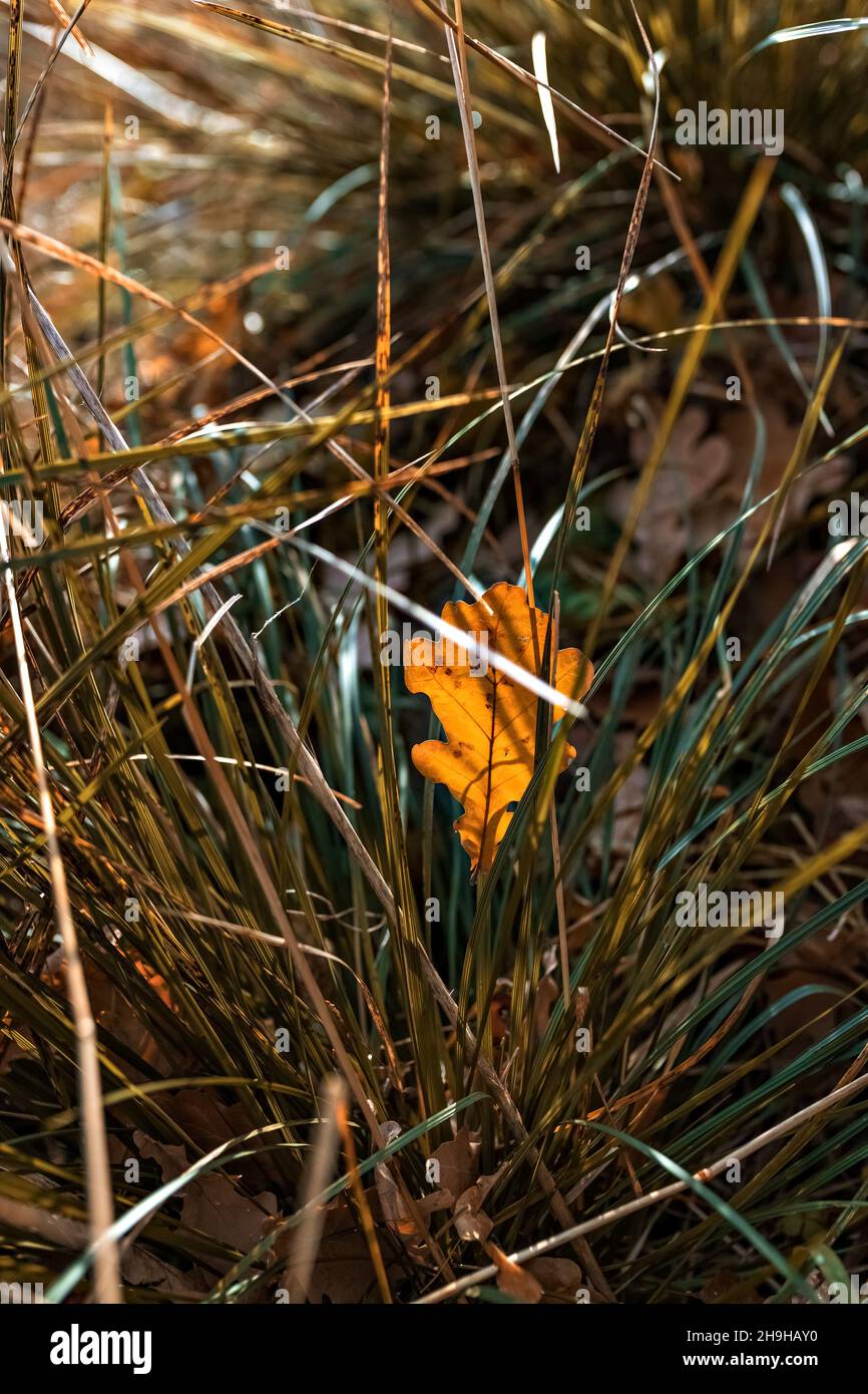 Gelb gefallenes Eichenblatt im Gras. Herbstsaison. Stockfoto