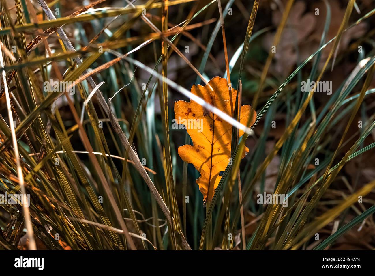 Gelb gefallenes Eichenblatt im Gras. Herbstsaison. Stockfoto