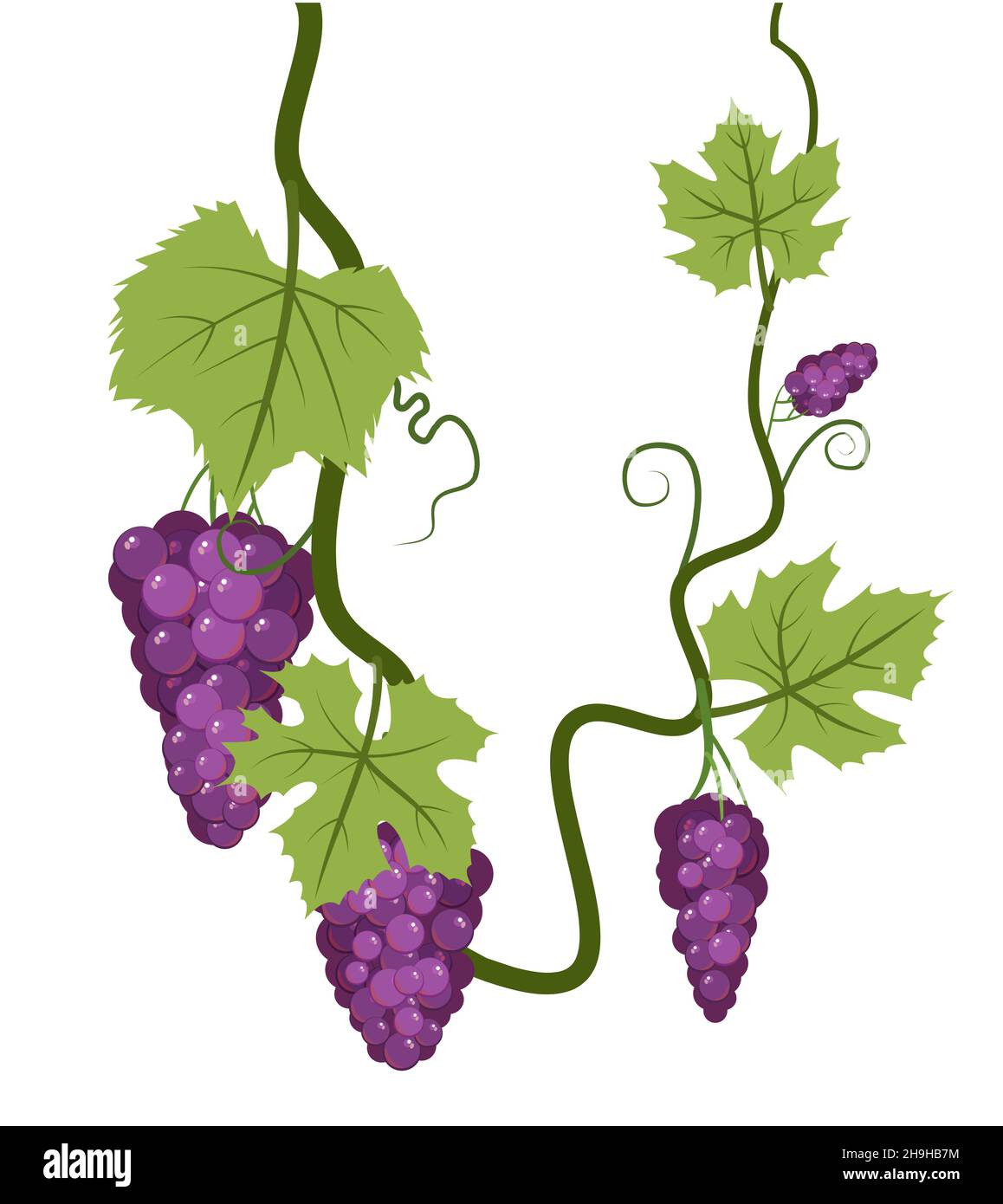 Weinrebe mit Laub und Trauben von roten Trauben. Weinbau und Landwirtschaft. Zweige mit Beeren auf einem dichten Busch. Junger Weinberg. Süße Herbsternte Stock Vektor