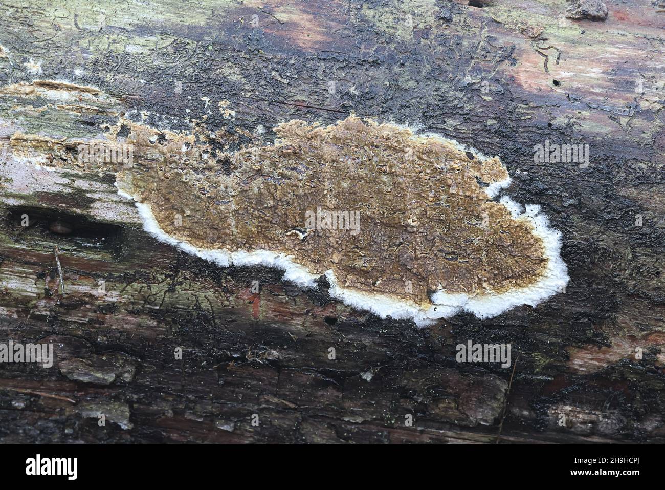 Coniophora puteana, auch bekannt als Kellerpilz oder Nass-Fäulnispilz Stockfoto