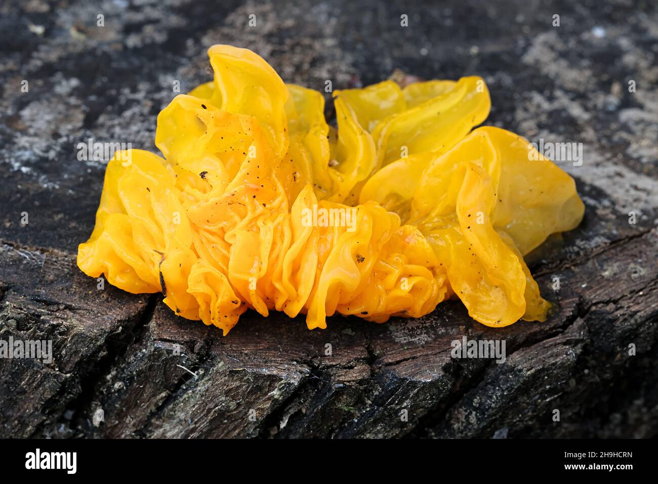 Tremella mesenterica, bekannt als gelbes Gehirn, goldener Gelee-Pilz, gelber Trembler oder Hexenbutter, wilder Pilz aus Finnland Stockfoto