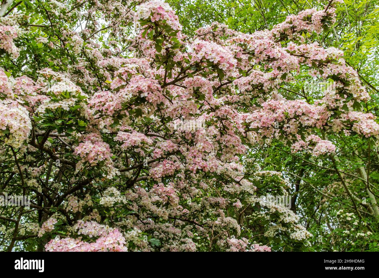 Blumen verkrusteter Zweig des Crataegus laevigata, auch bekannt als midland-Weißdorn, englischer Weißdorn, Waldhawthorn oder mayflower. Stockfoto