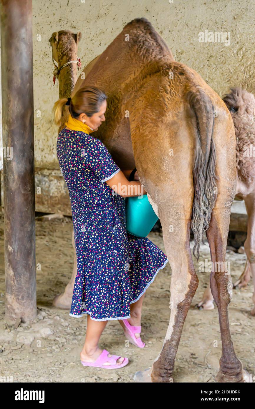 Kasachische Frau melkt ein Kamel auf ihrer Farm, Turkistan, Kasachstan, Zentralasien Stockfoto