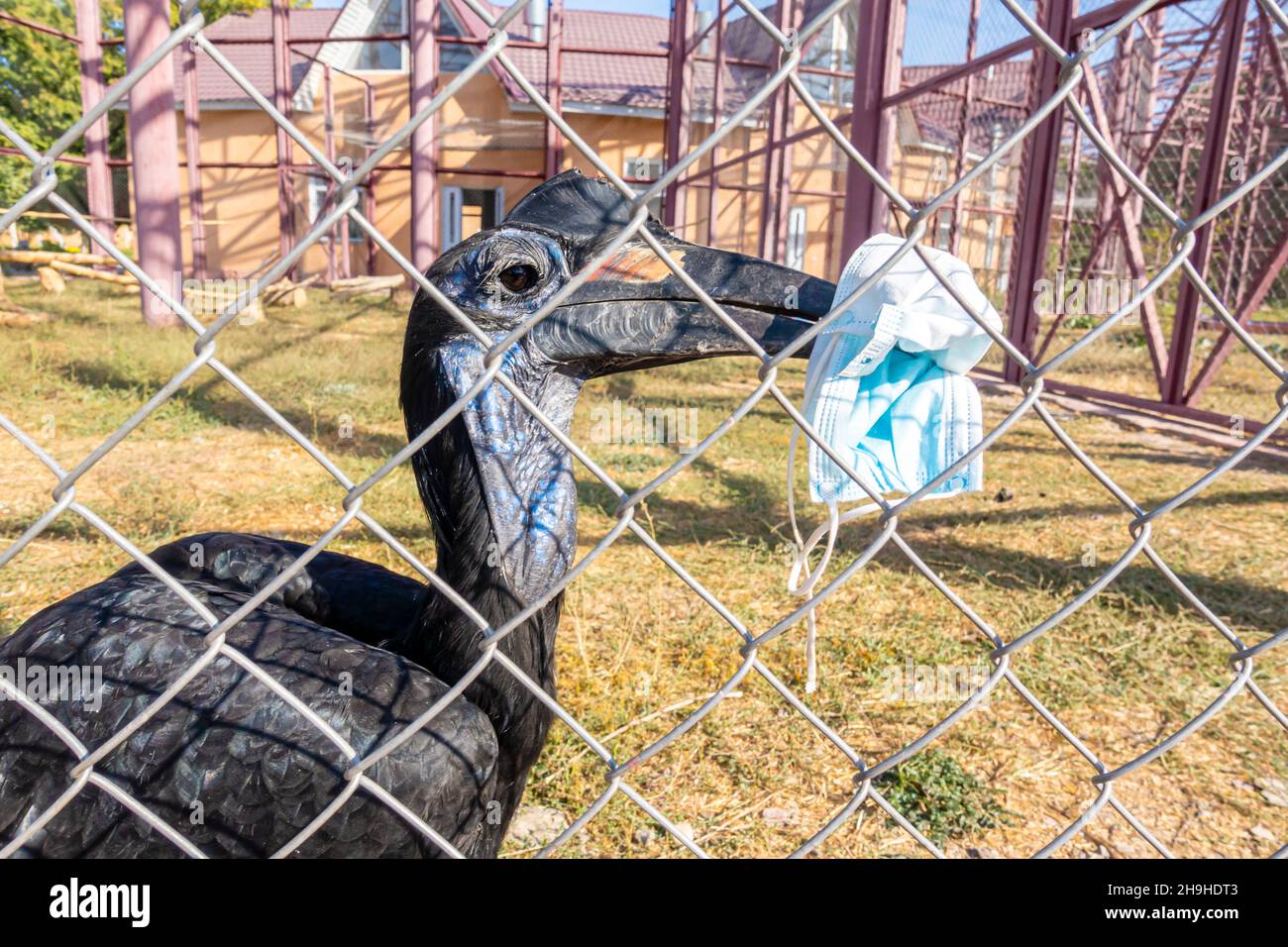 Abessinischer Bodenhornbauch oder nördlicher Bodenhornbauch (Bucorvus abyssinicus), Vogel mit Gesichtsmaske im Schnabel. Shymkent Zoo, Kasachstan. A Stockfoto