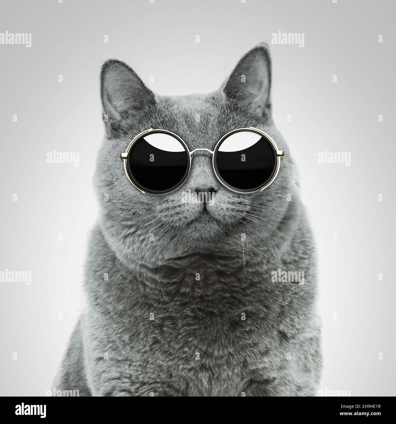 Schöne coole britische Hipster-Katze mit runder Vintage-Sonnenbrille im Studio. Stockfoto