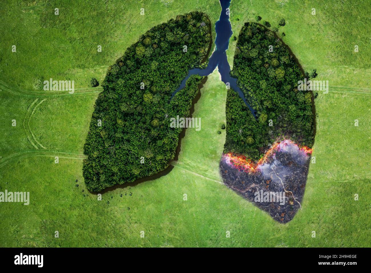 Luftaufnahme von oben Waldbaum der ökologischen Katastrophe von Bränden. Lungen aus Waldbäumen und Feuerkonzept. Ökologie und Umwelt kreative Idee. Atem o Stockfoto