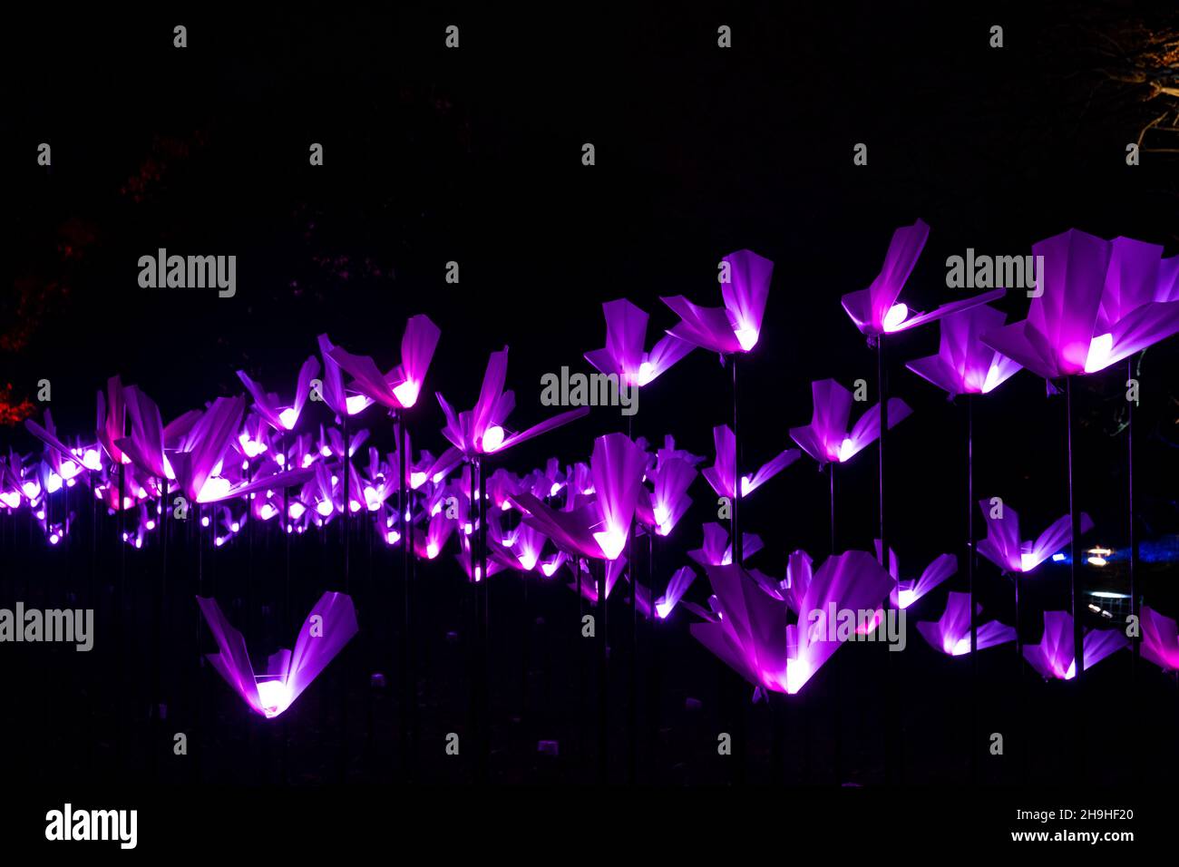 Weihnachtsbeleuchtung in Kew Gardens, London, Großbritannien Stockfoto