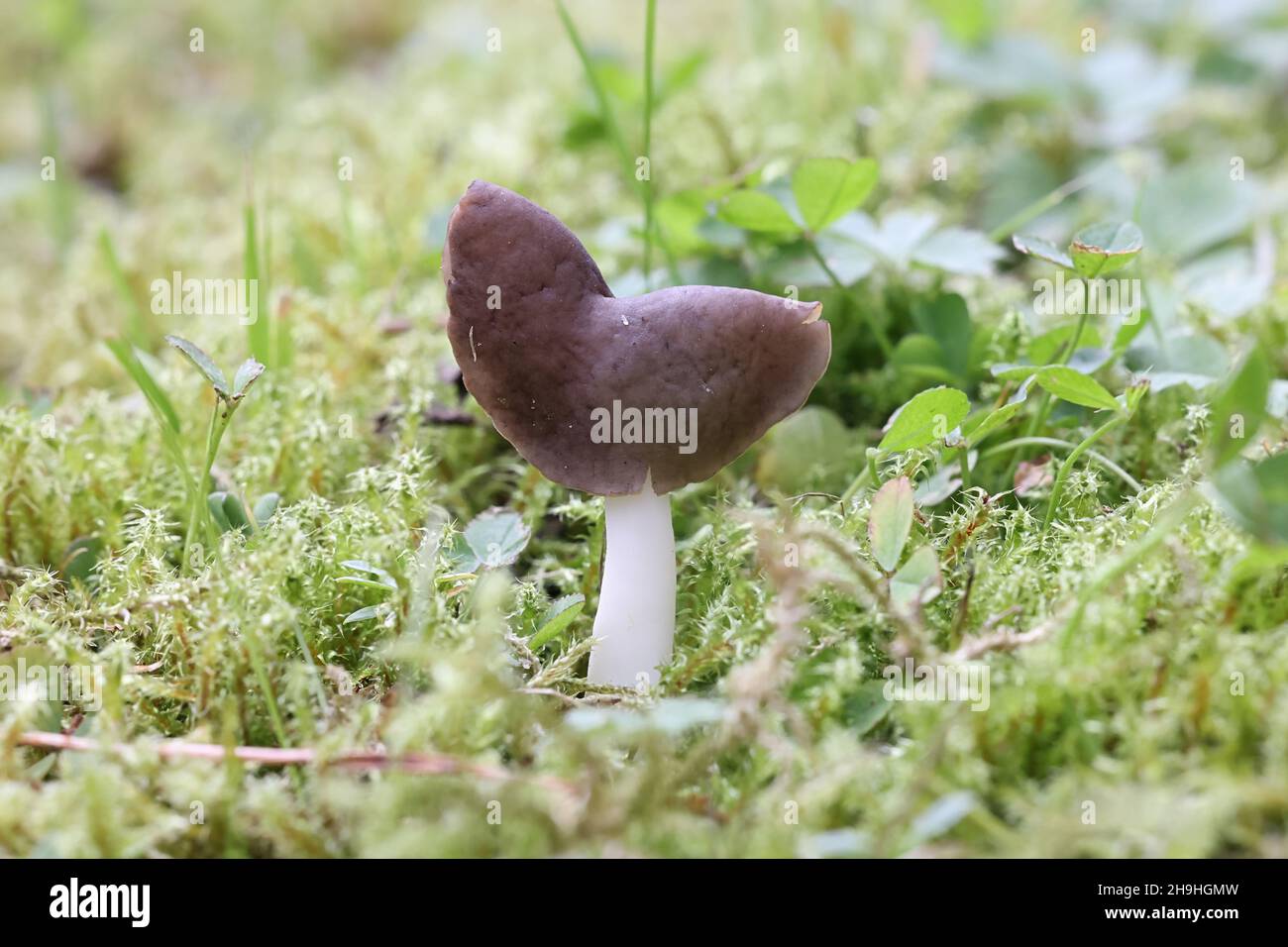 Helvella elastica, bekannt als flexibler Helvella, elastischer Sattel oder brauner Elfensattel, wilder Pilz aus Finnland Stockfoto