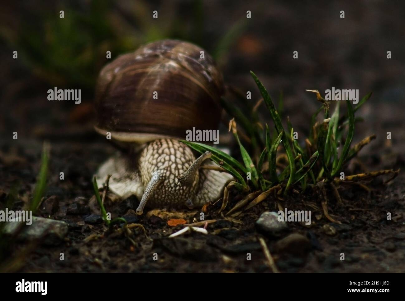 Schnecke kriecht auf dem Gras um das Gras herum, nasses Wetter. Schnecke in der natürlichen Umgebung. Stockfoto