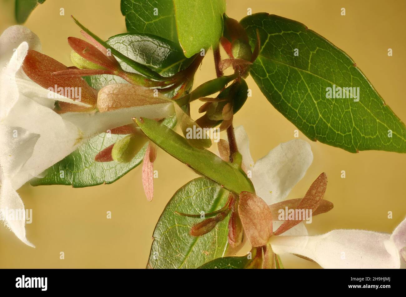 Super-Makro-Ansicht von Abelia Blumen und Laub Stockfoto