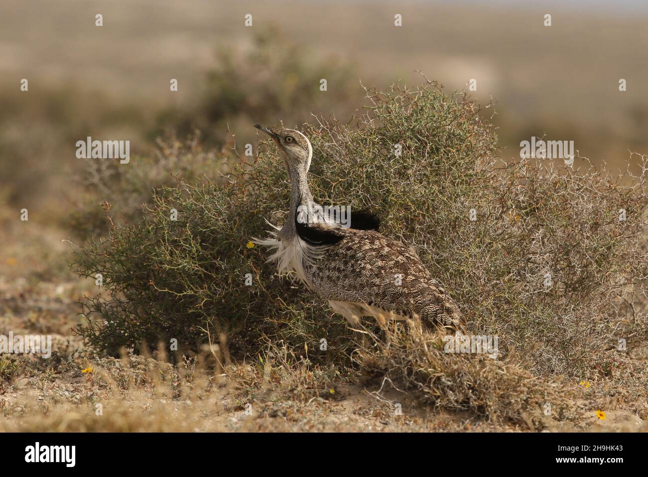 Houbara bustard, ein großer Vogel in den Halbwüstenebenen auf Lanzarote, wo sie eine geschützte Art sind. Sie können auf den Schienen bleiben müssen! Stockfoto