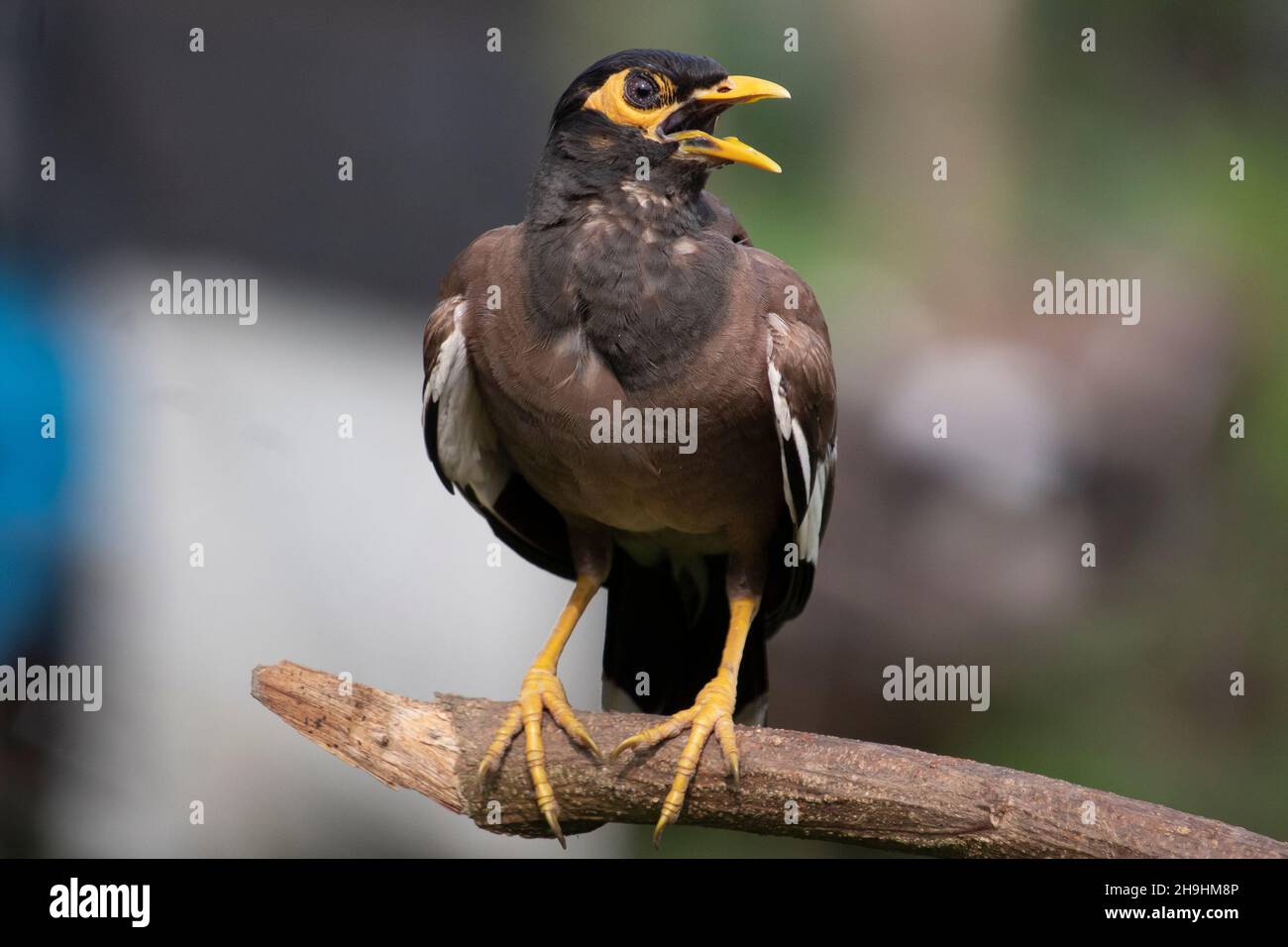 Ein gewöhnlicher Mayna-Vogel sitzt in einem Ast und singt ein Lied Stockfoto