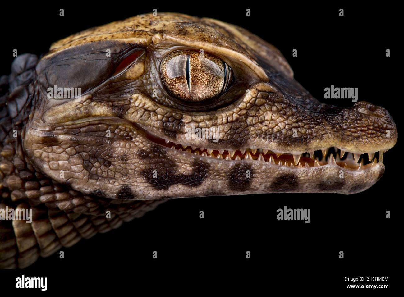 Cuviers Zwergkaiman (Paleosuchus palpebrosus) Stockfoto