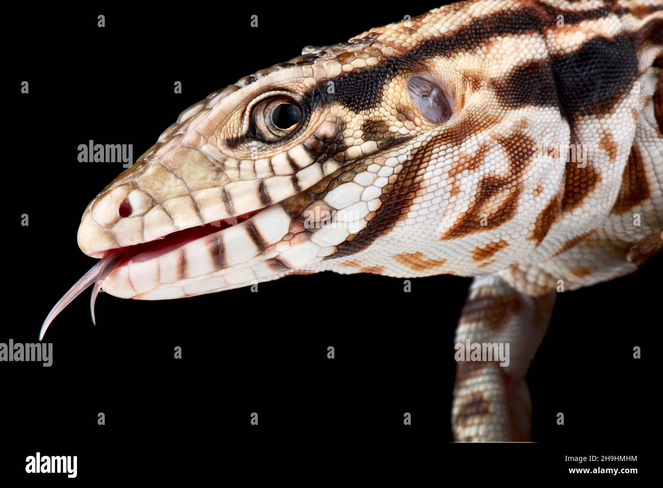 Roter Tegu (Salvator rufescens) Stockfoto