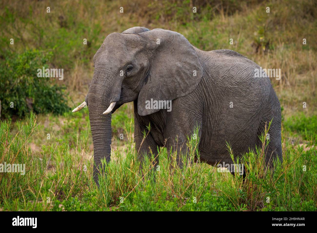 Fütterung von afrikanischen Buschelefanten oder afrikanischen Savannenelefanten (Loxodonta africana). Mpumalanga. Südafrika. Stockfoto