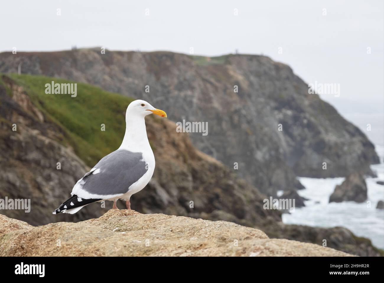 Eine kalifornische Möwe, die am Rand einer Klippe bei Bodega Head an der kalifornischen Sonoma-Küste steht. Stockfoto