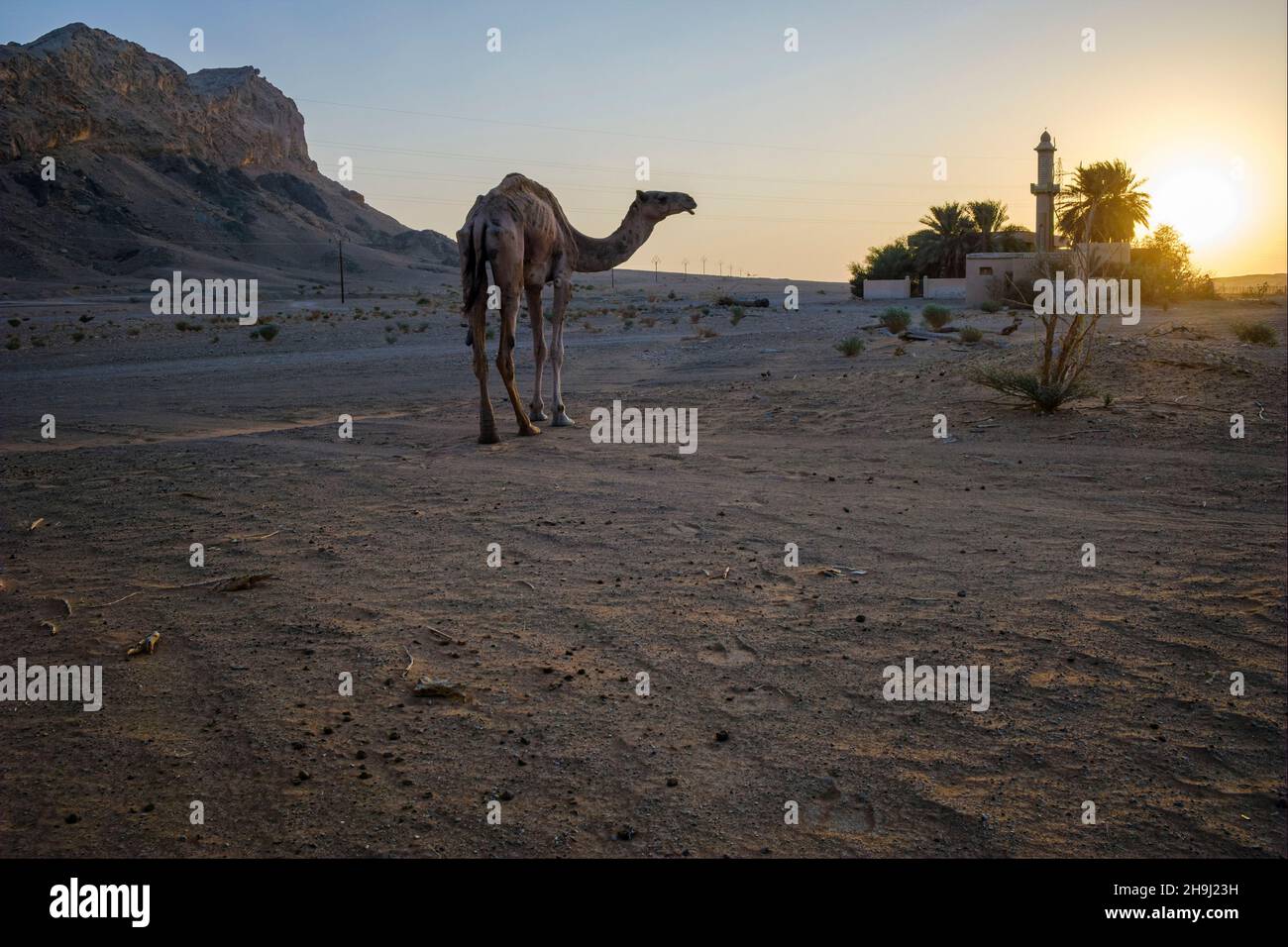 Kamel bei Sonnenuntergang, Mleiha, Sharjah, VAE Stockfoto