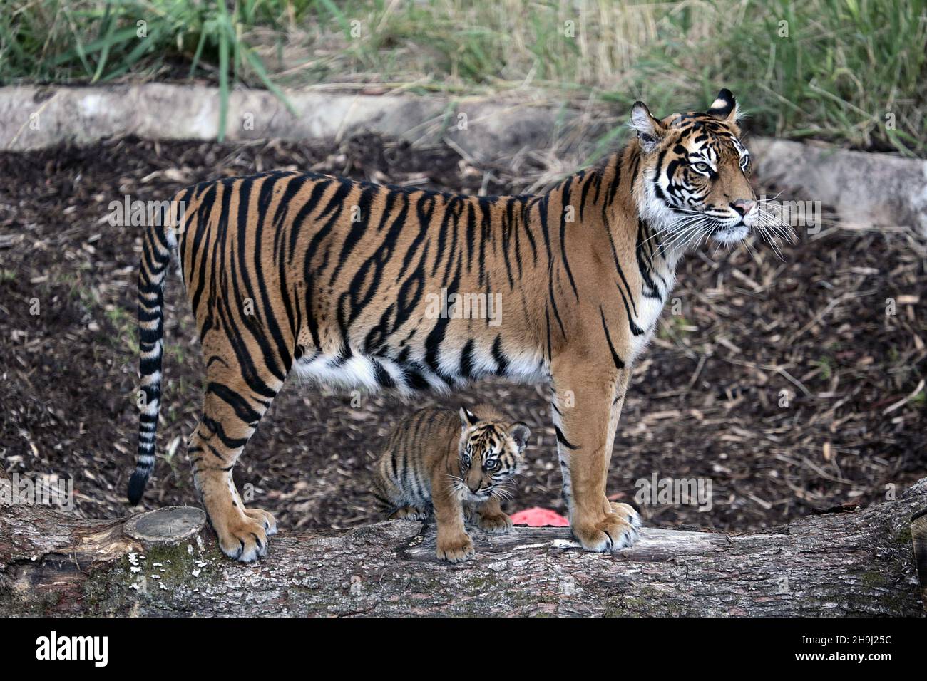 Melati, eine seltene Sumatra-Tiger-Mutter, im Londoner Zoo, nachdem sie vor kurzem drei Jungen zur Welt gebracht hatte. Der Sumatra-Tiger ist einer der seltensten Tiger der Welt, von dem nur 300 angenommen werden, dass er heute in der Welt existiert Stockfoto