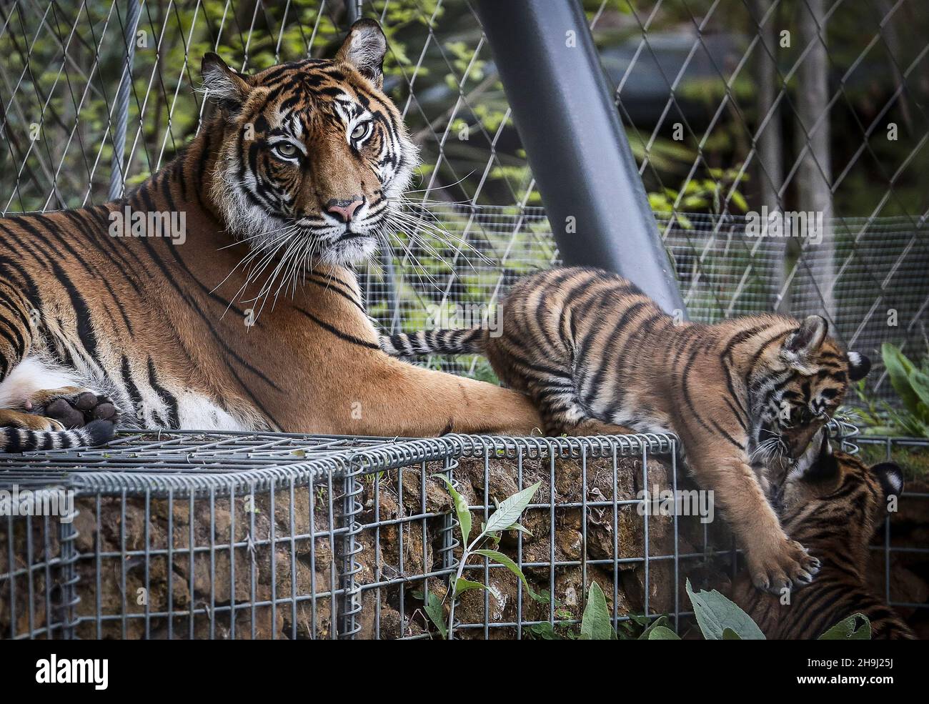 Melati, eine seltene Sumatra-Tiger-Mutter, im Londoner Zoo, nachdem sie vor kurzem drei Jungen zur Welt gebracht hatte. Der Sumatra-Tiger ist einer der seltensten Tiger der Welt, von dem nur 300 angenommen werden, dass er heute in der Welt existiert Stockfoto