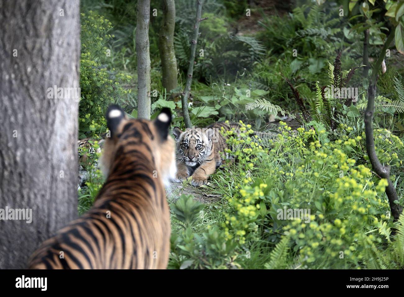 Melati, eine seltene Sumatra-Tiger-Mutter, im Londoner Zoo, nachdem sie vor kurzem drei Jungen zur Welt gebracht hatte. Der Sumatra-Tiger ist einer der seltensten Tiger der Welt, von dem nur 300 angenommen werden, dass er heute in der Welt existiert Stockfoto