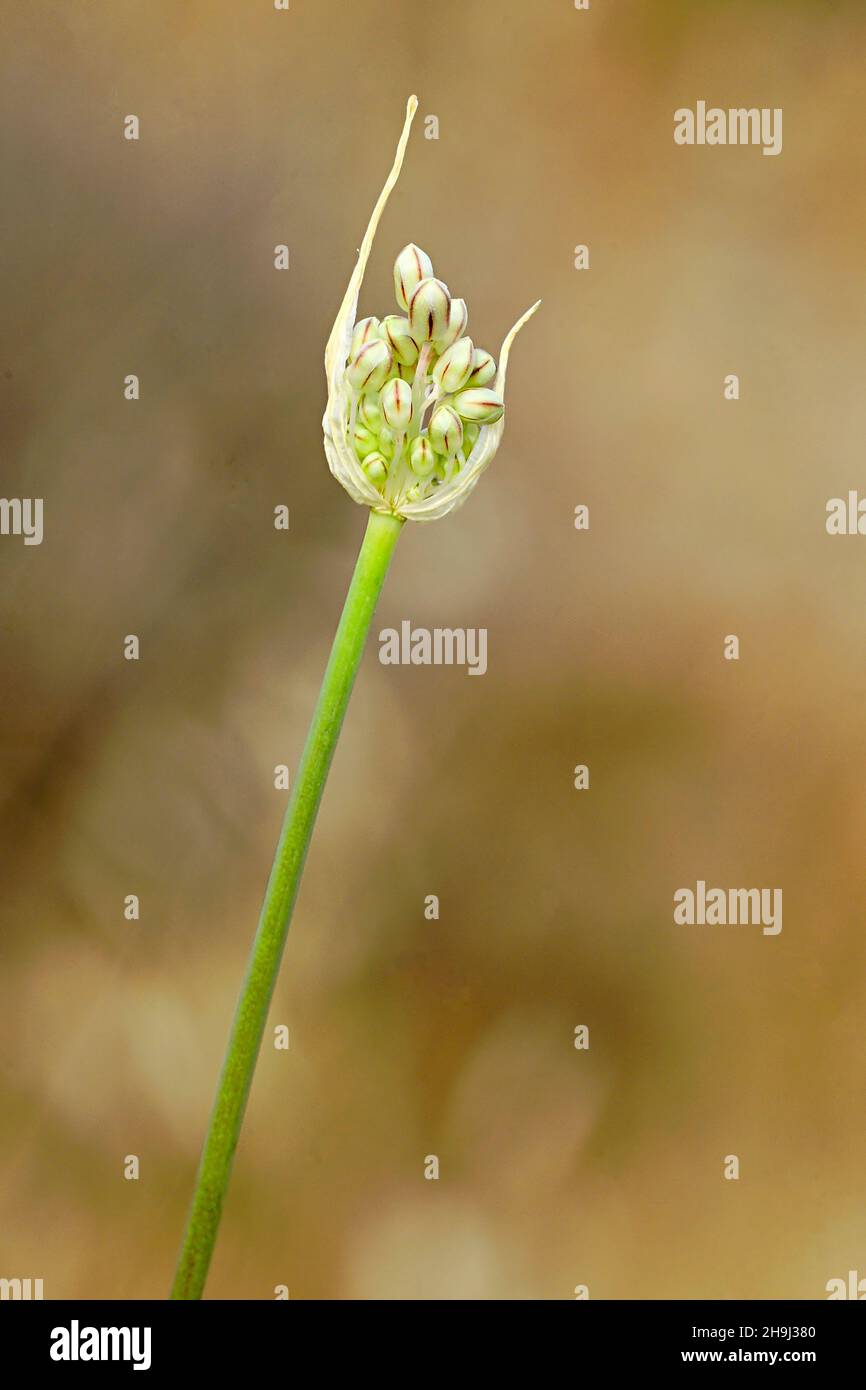 Wildpflanzen, die geboren werden, wachsen und sich natürlich vermehren. Stockfoto