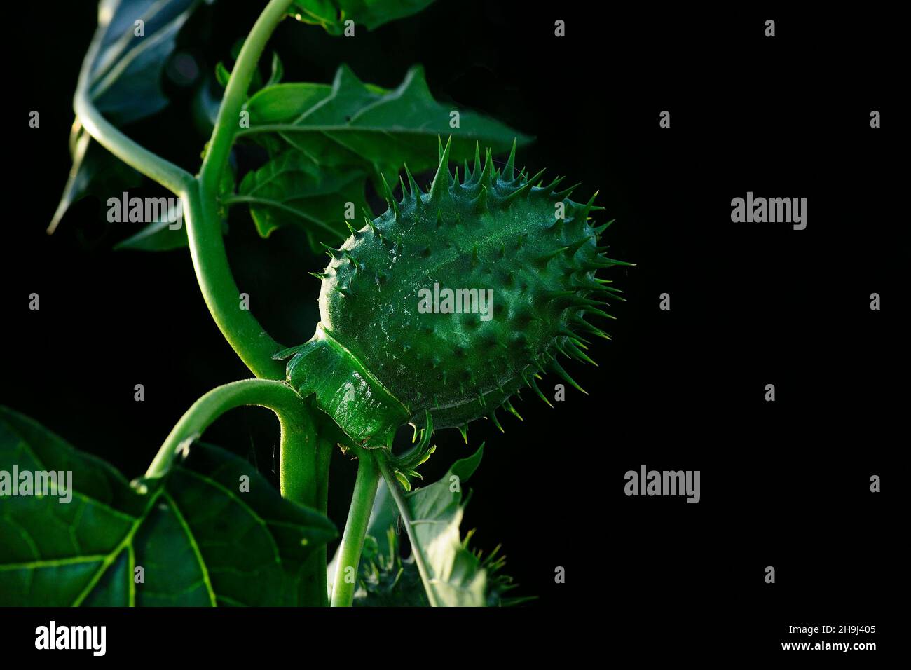 Datura stramonium - Jimson Weed ist eine Art von Angiosperm-Pflanze der Gattung Datura, der Familie der Solanaceae Stockfoto