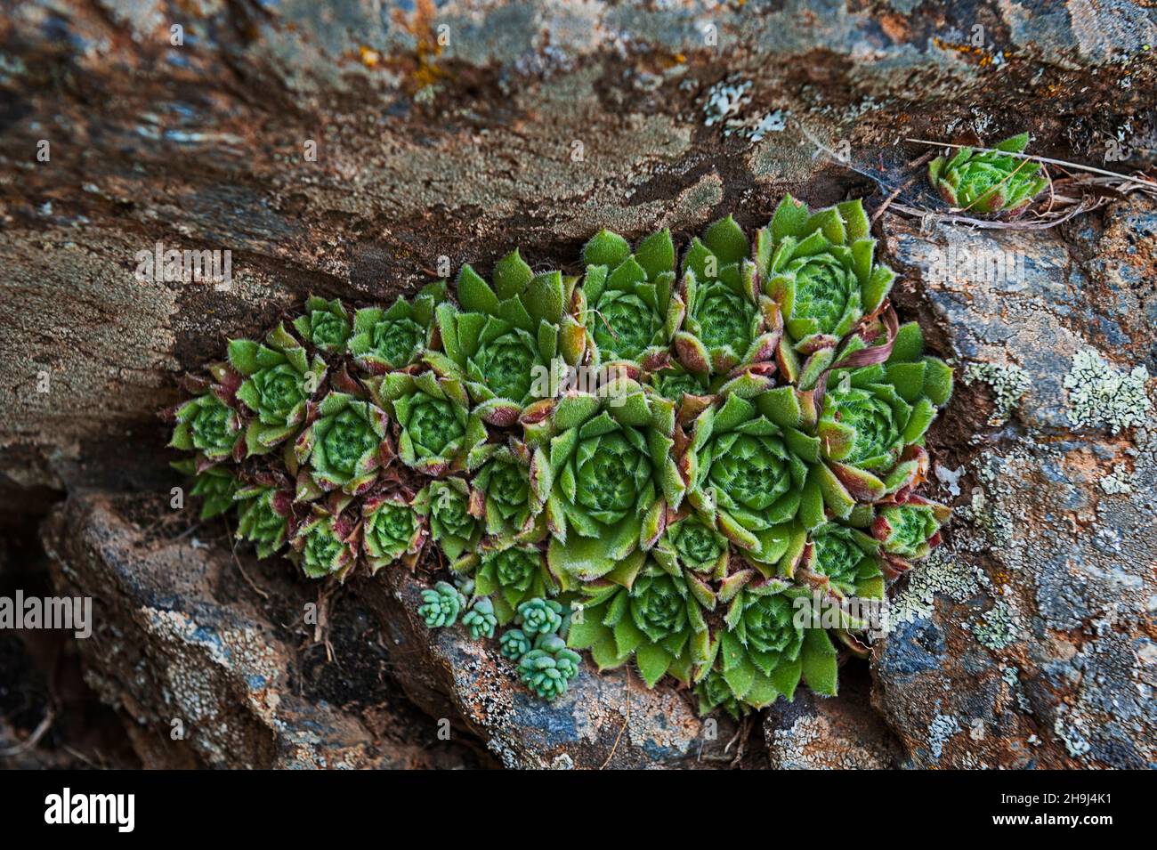 Sempervivum, die immergrüne, ausdauernde Sukulente oder Sukulente in der Familie der Crassulaceae. Stockfoto