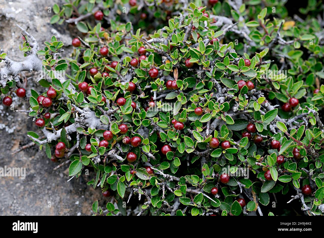 Rhamnus pumila ist eine Pflanzenart der Familie der Rhamnaceae, die zu den Phanerogamen gehört. Stockfoto