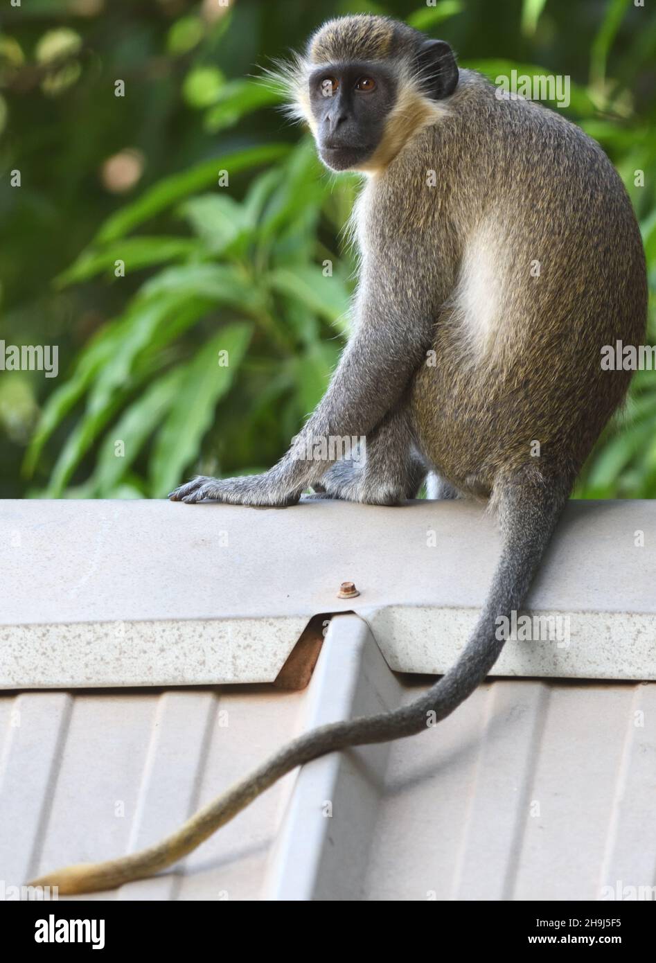 Ein grüner Affe oder Callithrymaffe (Chlorocebus sabaeus), auch bekannt als Sabaeus-Affe, betrachtet das wichtige Geschäft eines Überfalls auf Hotelgars Stockfoto