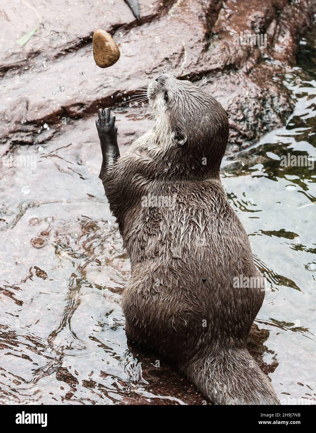 Ein Otter wirft einen Stein in die Luft im Londoner Zoo Stockfoto