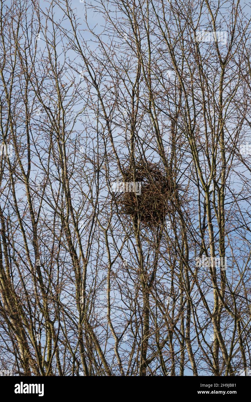 Elster, Nest, Elster-Nest, Elsternest, Pica Pica, Elster, Nest, Pie Bavarde Stockfoto