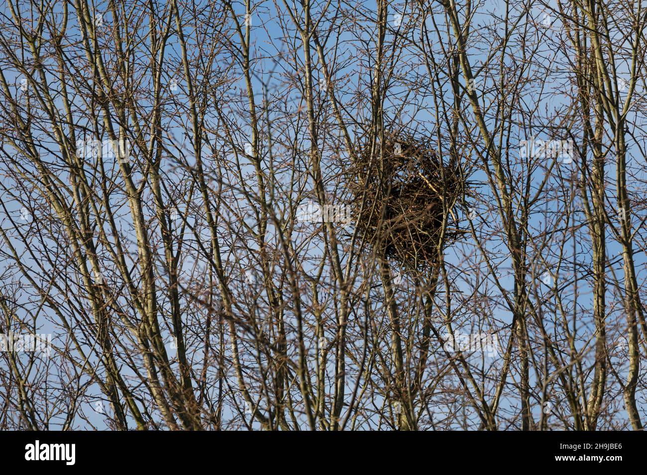 Elster, Nest, Elster-Nest, Elsternest, Pica Pica, Elster, Nest, Pie Bavarde Stockfoto
