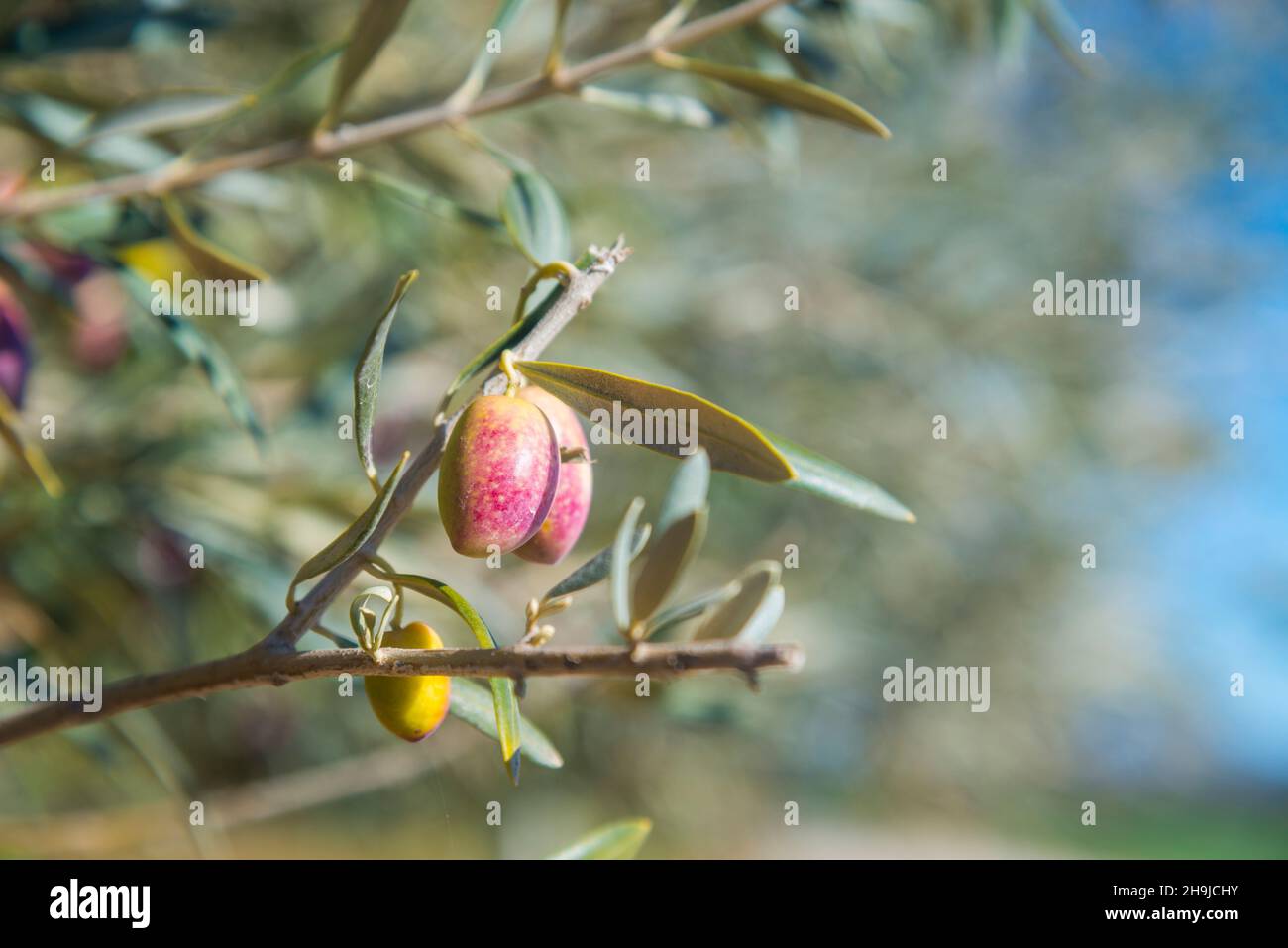 Oliven im Olive Tree. Stockfoto