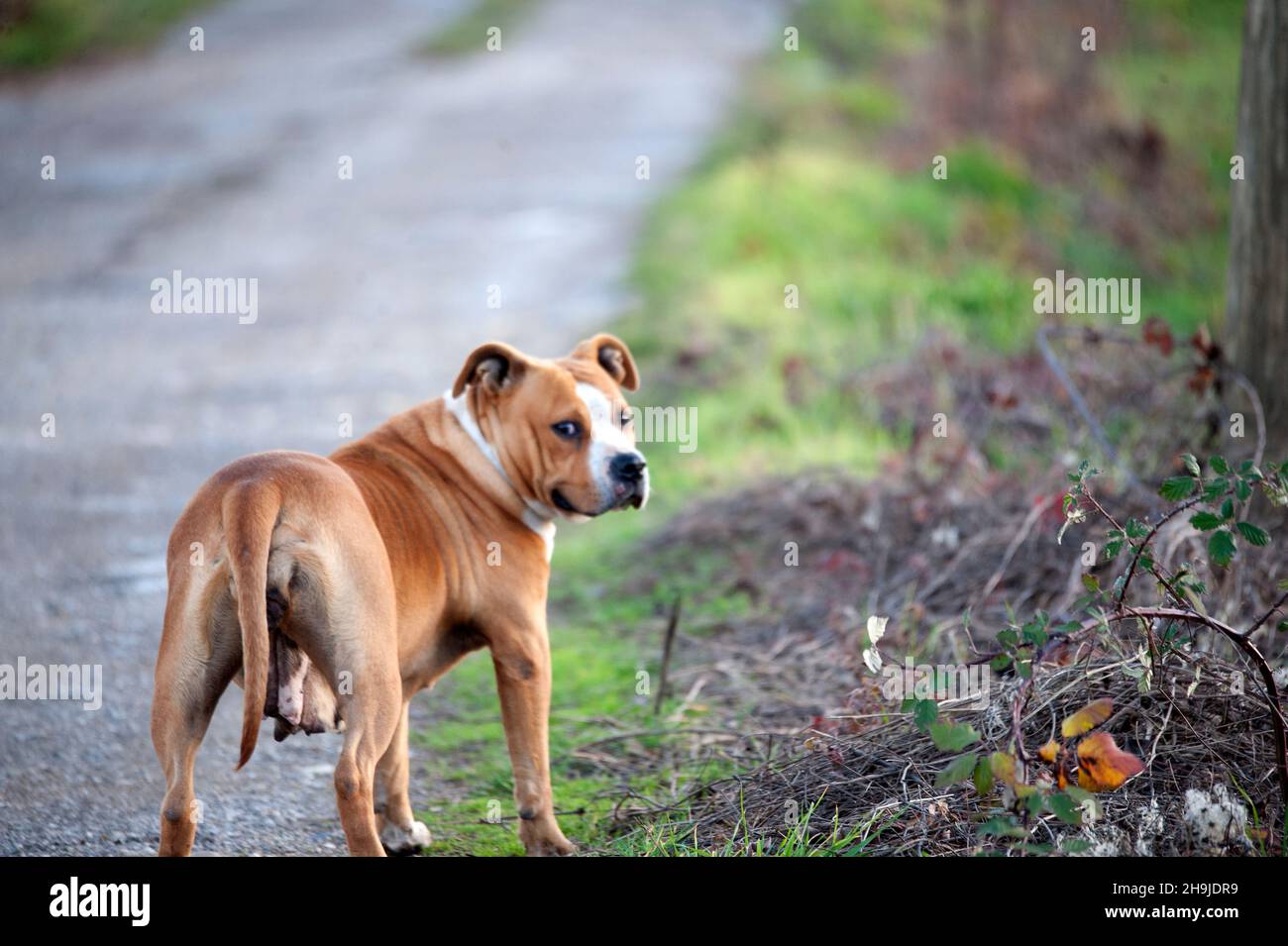 Weibliche Brown american staffordshire Terrier stehen in der Natur Stockfoto