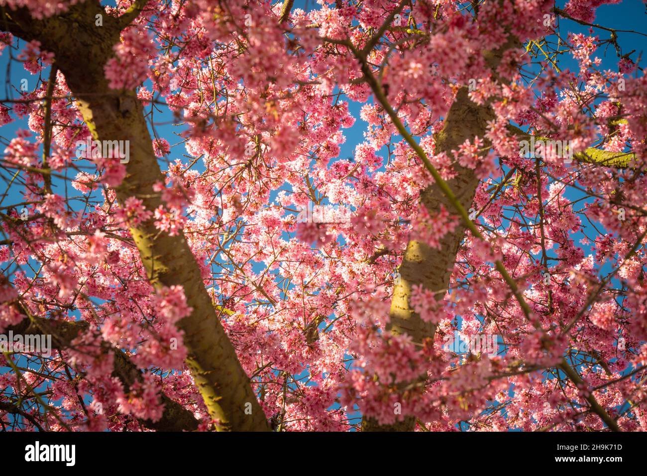 Kirschblüte an einem sonnigen Frühlingstag in einer Vorstadtstraße in Ealing, London. Fototermin: Samstag, 27. Februar 2021. Bildnachweis sollte lauten: Richard Gray/EMPICS Entertainment Stockfoto