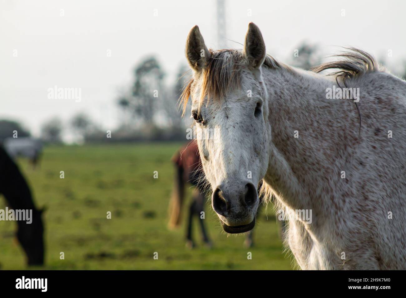 Weiß schönes Pferd Porträt auf grünem Hintergrund. Stockfoto