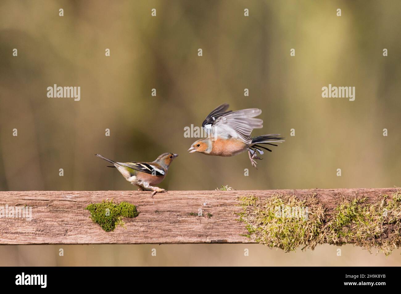Buchfink (Fringilla coelebs) 2 Erwachsene Männchen kämpfen am Zaun, Suffolk, England, Februar Stockfoto