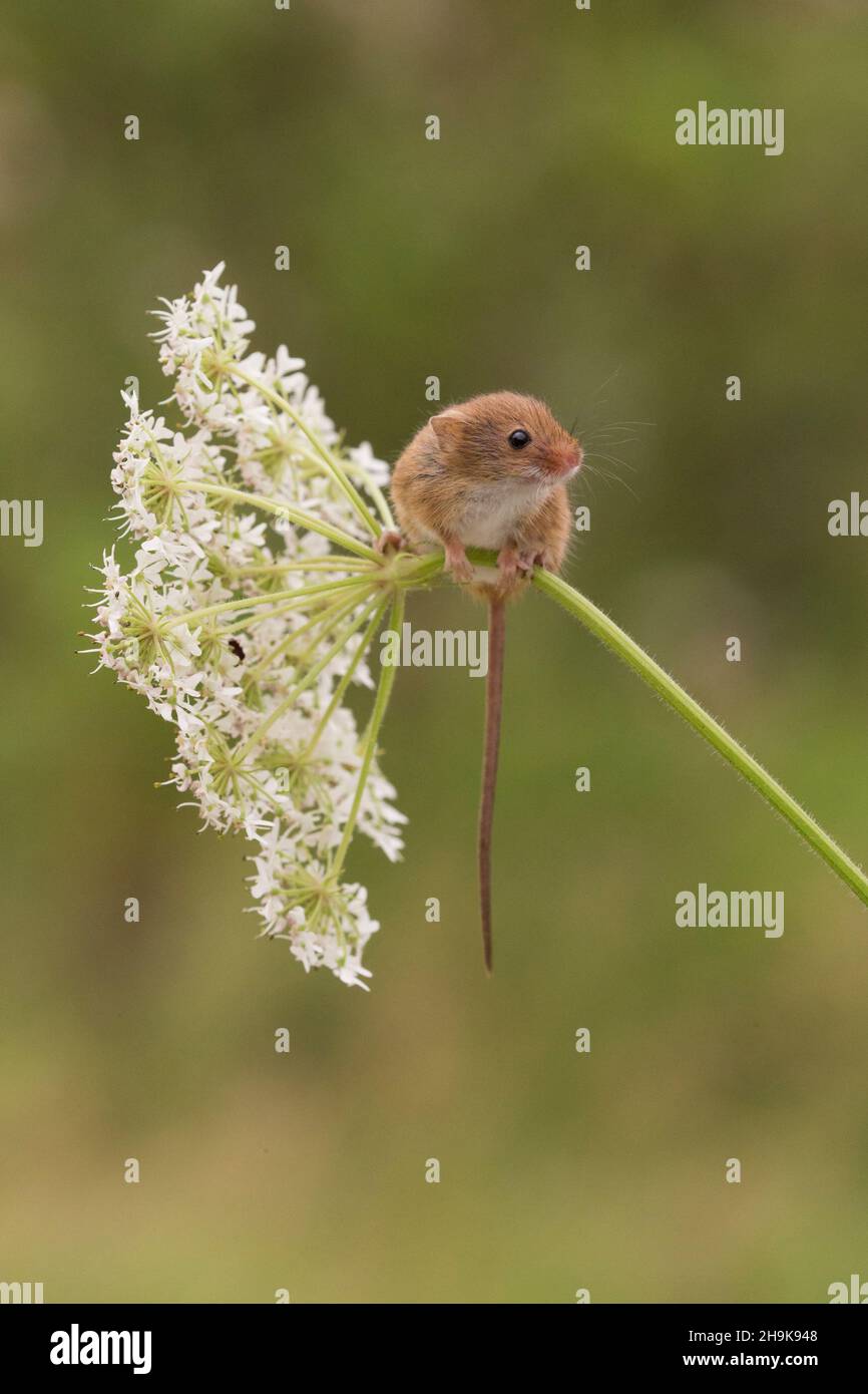Ernte Maus (Micromys minutus) Erwachsener, der auf der aufrechten Hedge-Petersilie (Torilis japonica)-Blume steht, Suffolk, England, Oktober, kontrollierte Bedingungen Stockfoto