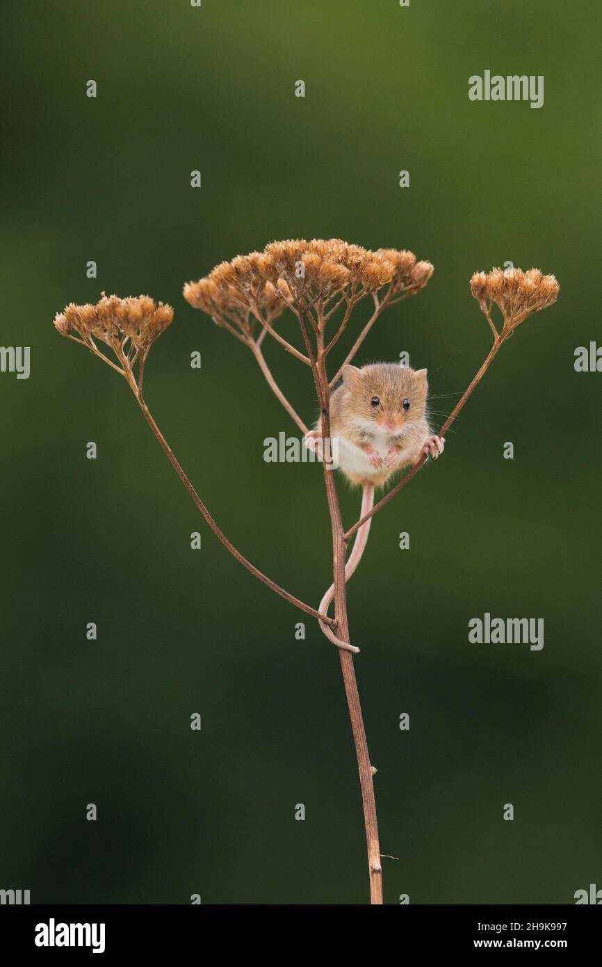Harvest Mouse (Micromys minutus) jung, stehend auf dem toten Blütenkopf, Suffolk, England, November Stockfoto